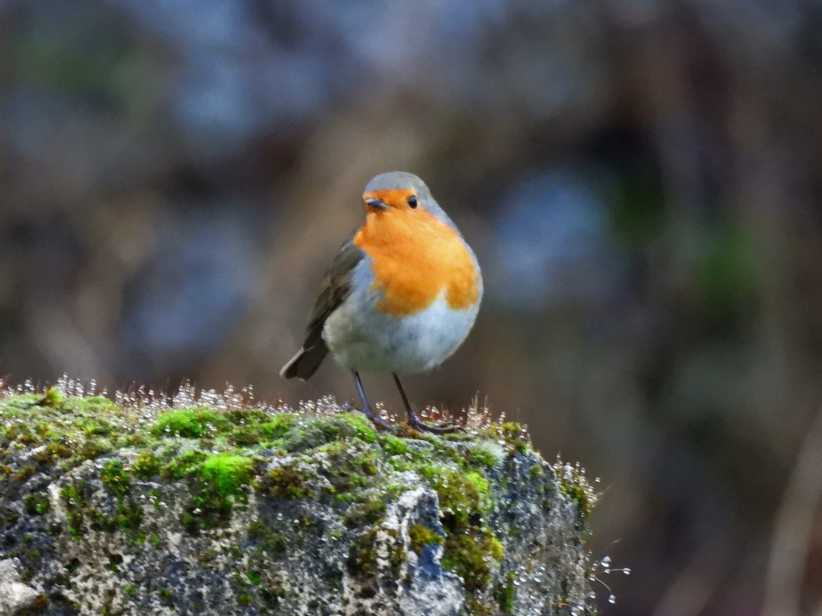 European Robin - ML646113887