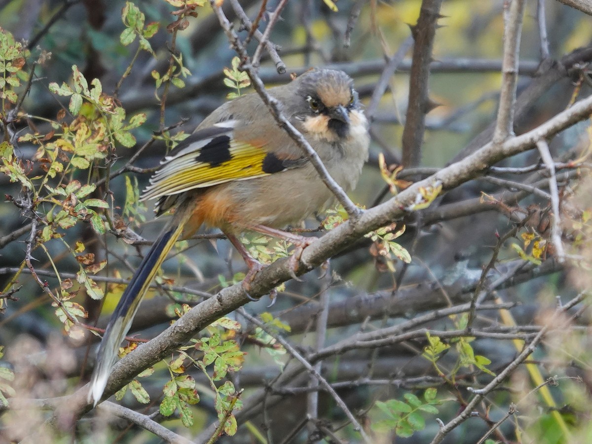 Чагарниця чорнохвоста - ML646113888