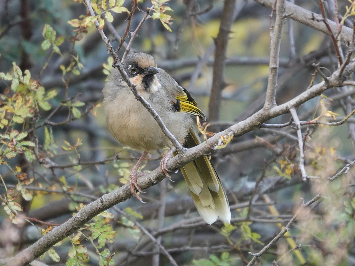 Чагарниця чорнохвоста - ML646113890