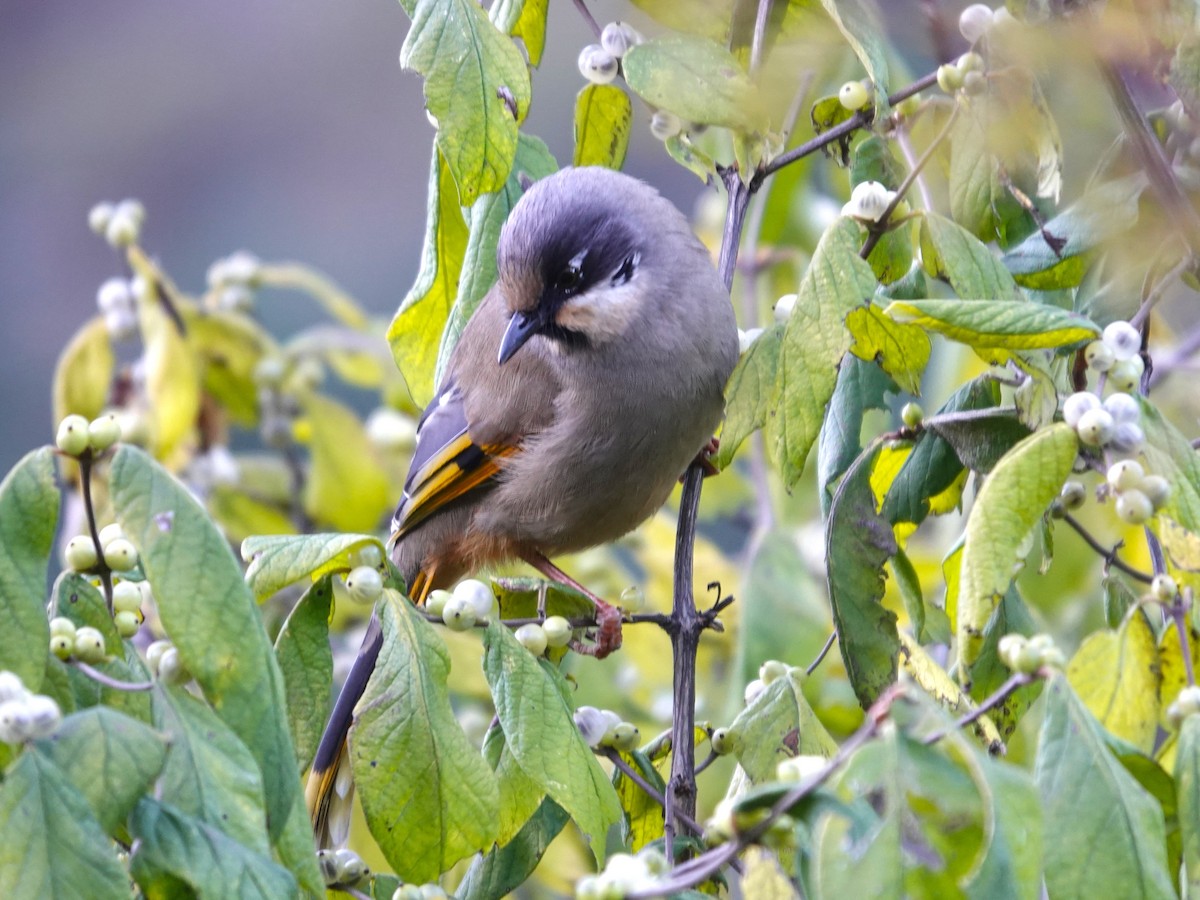 Чагарниця чорнохвоста - ML646113891