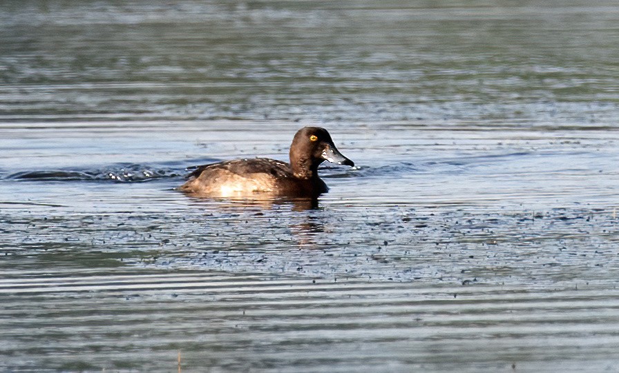 Чернь чубата - ML646113893