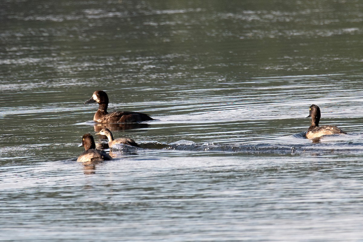 Чернь чубата - ML646113894