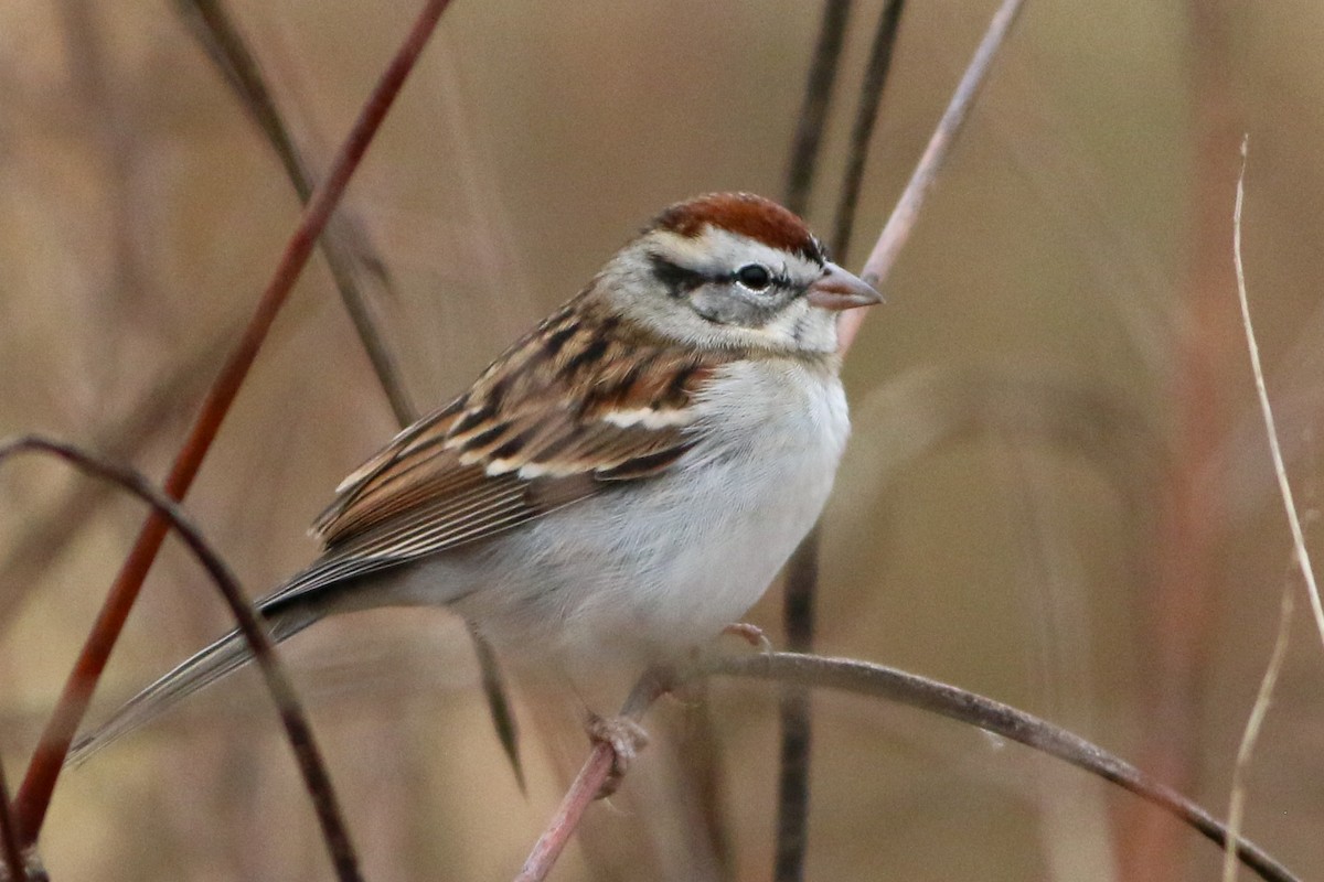 Карнатка білоброва - ML646113895