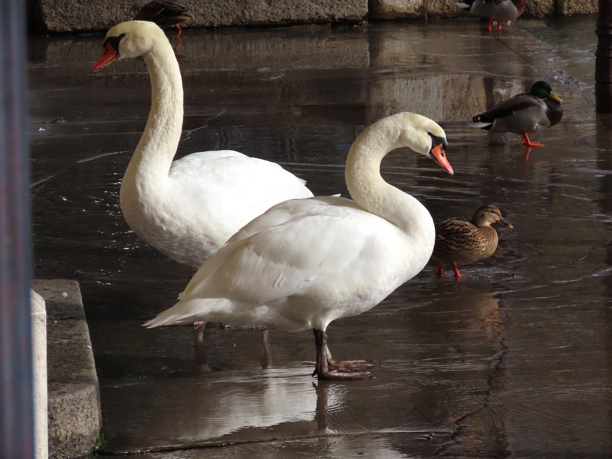 Лебідь-шипун - ML646113896