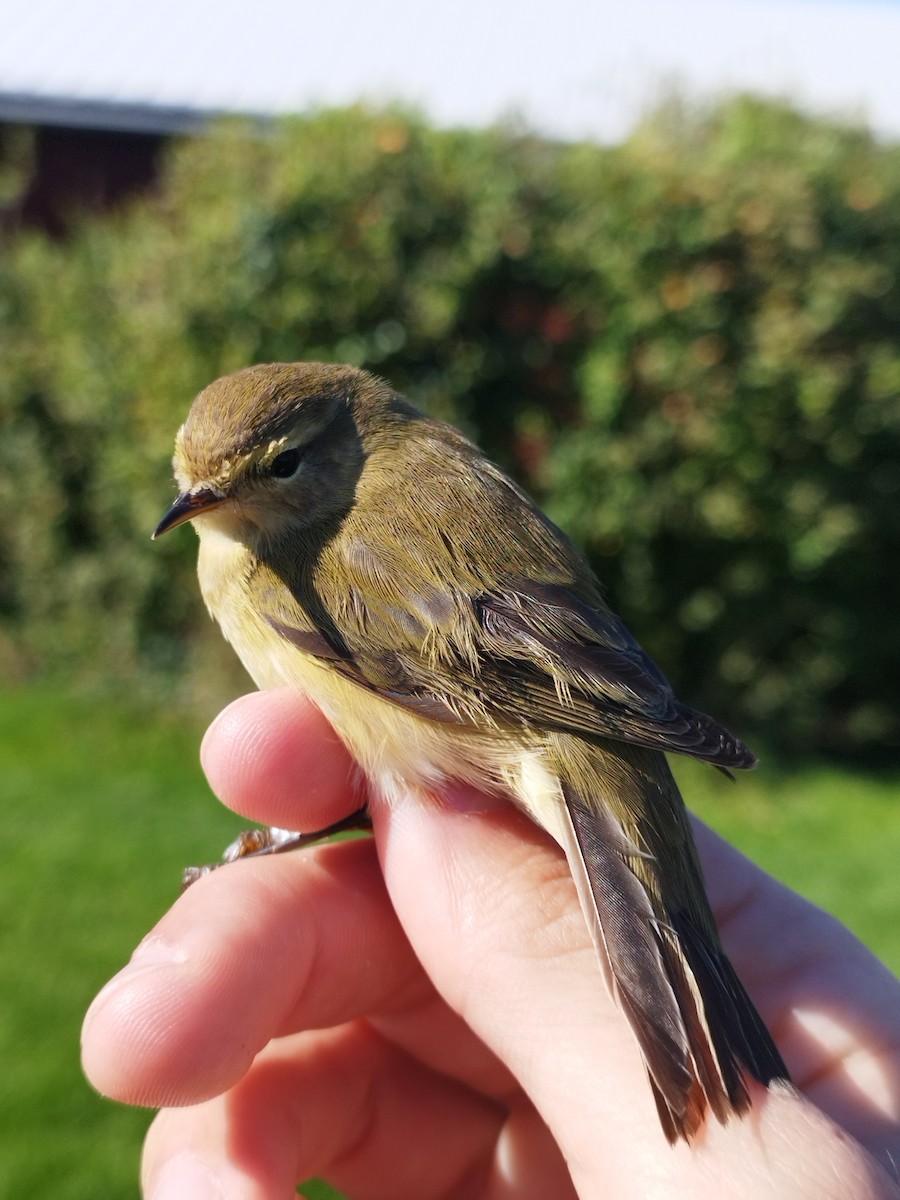 Вівчарик-ковалик - ML646113898