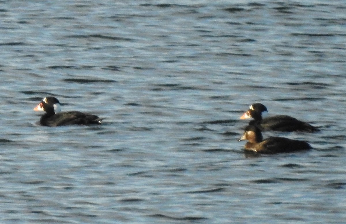 Турпан білолобий - ML646113899