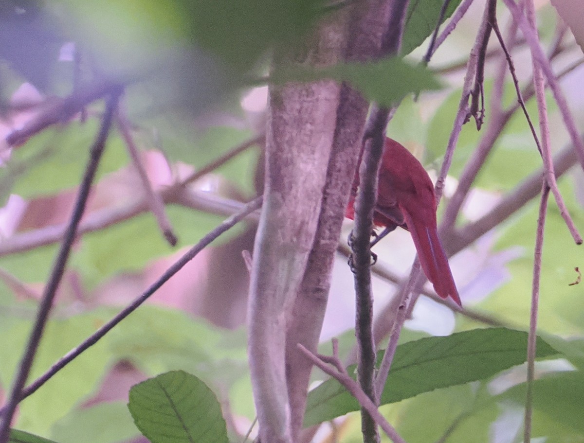 Кардинал червоно-чорний - ML646113901