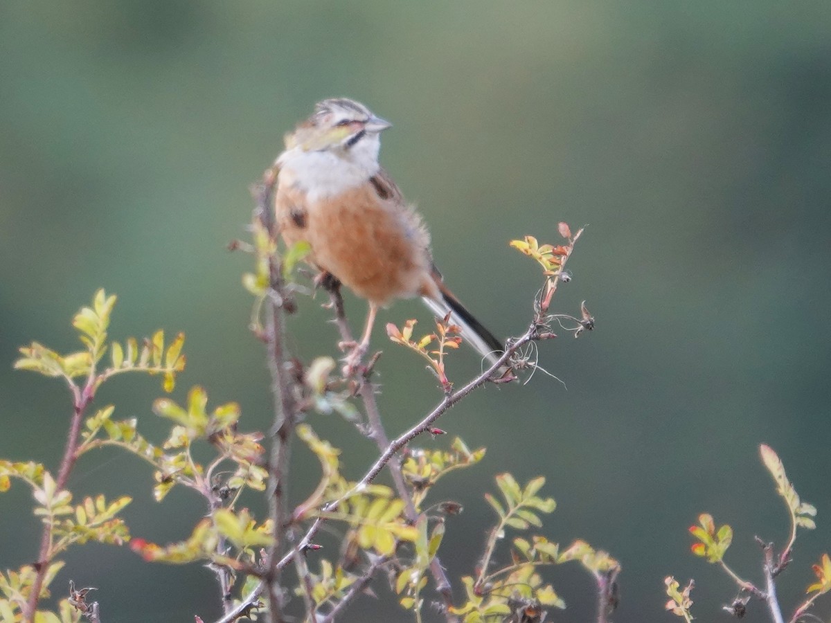 Вівсянка гірська - ML646113902
