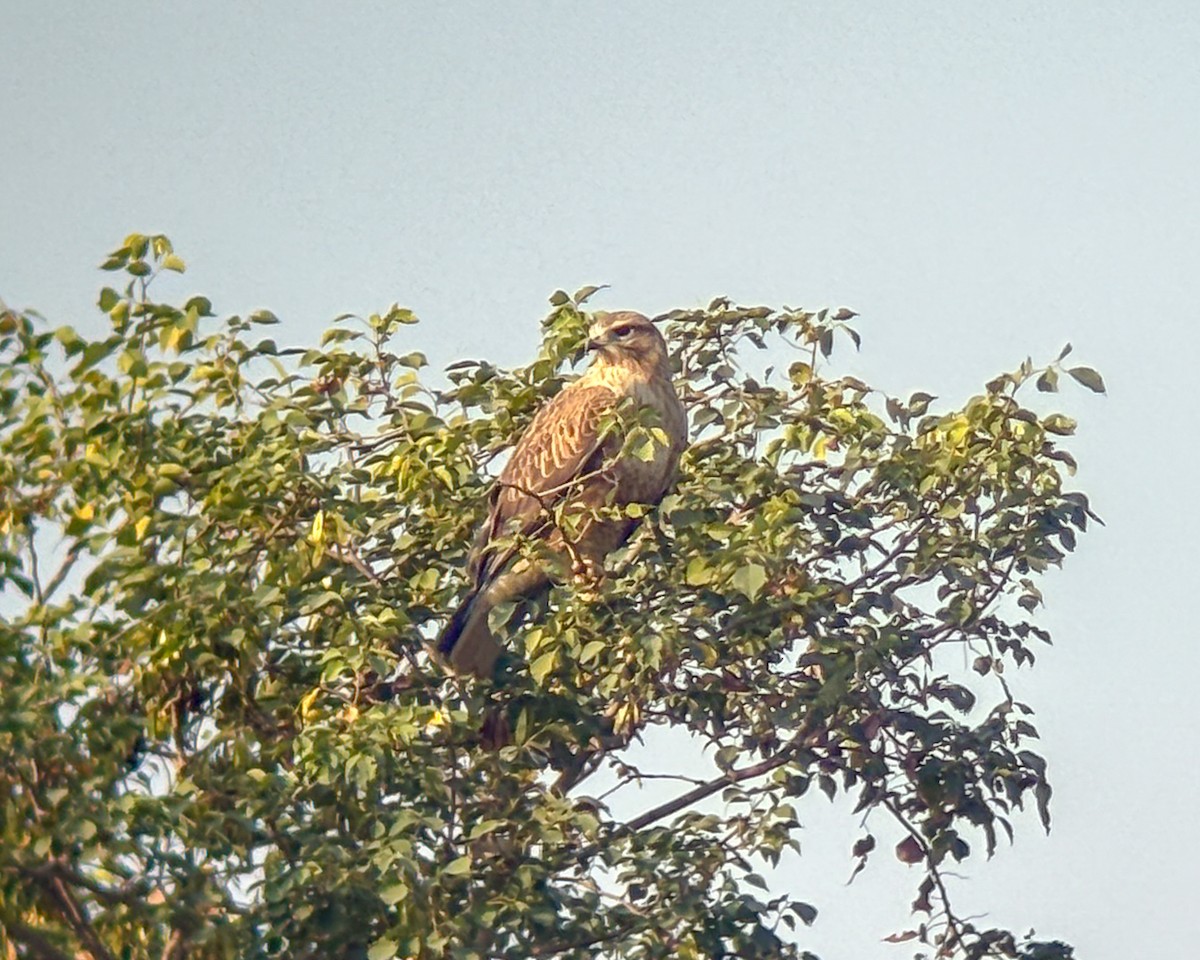 káně bělochvostá - ML646113906