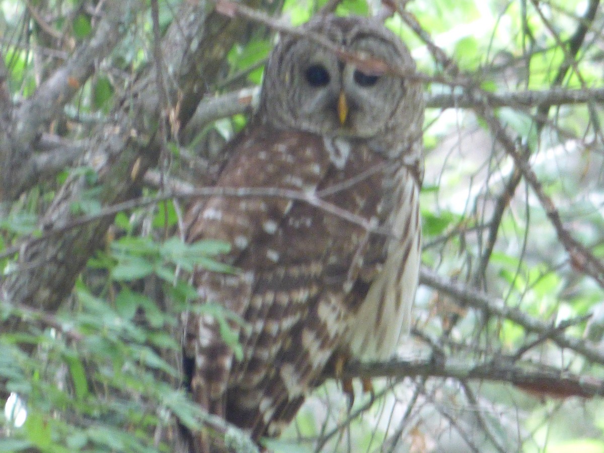 アメリカフクロウ - ML646113909