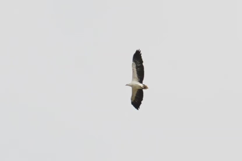 Орлан білочеревий - ML646113912