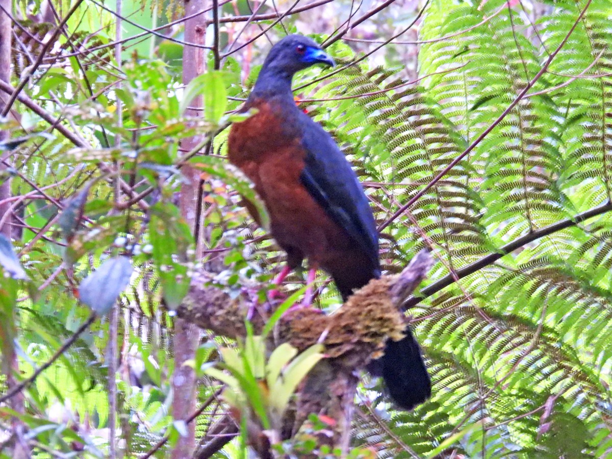 Sickle-winged Guan - ML646113916