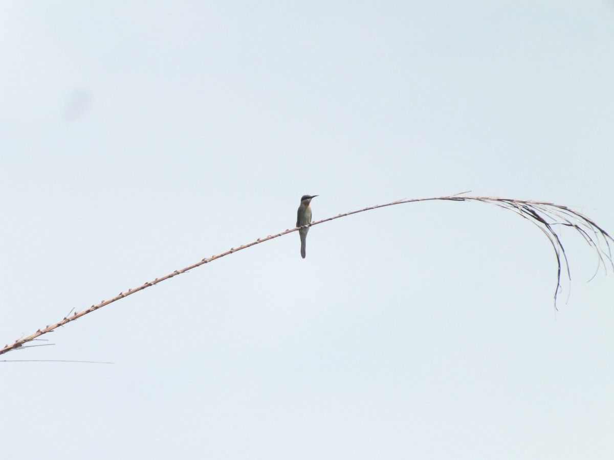 Бджолоїдка синьохвоста - ML646113925