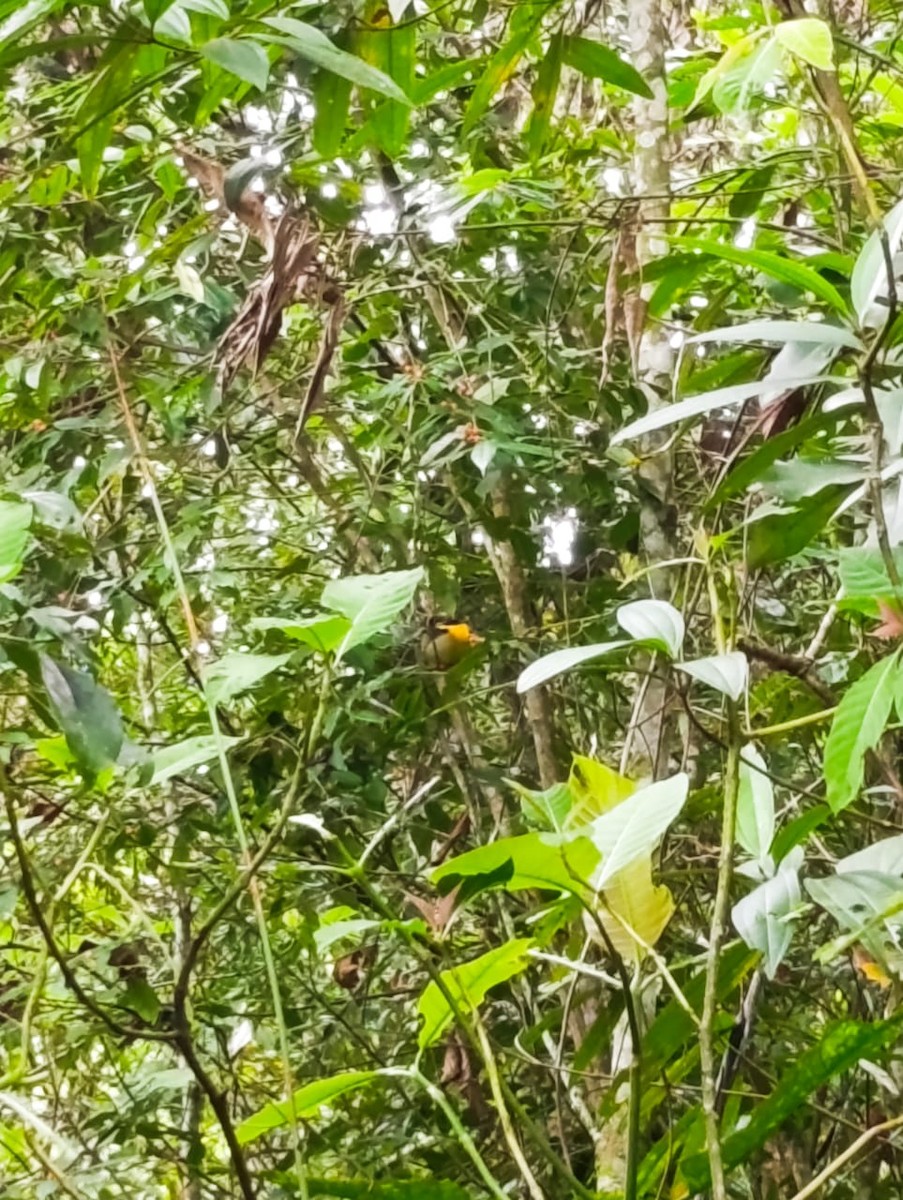 Golden-collared Manakin - ML646113934