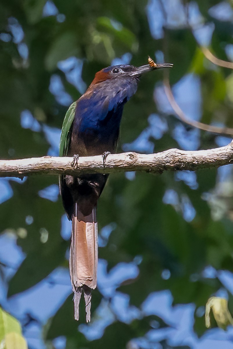 セレベスハチクイ - ML646113937