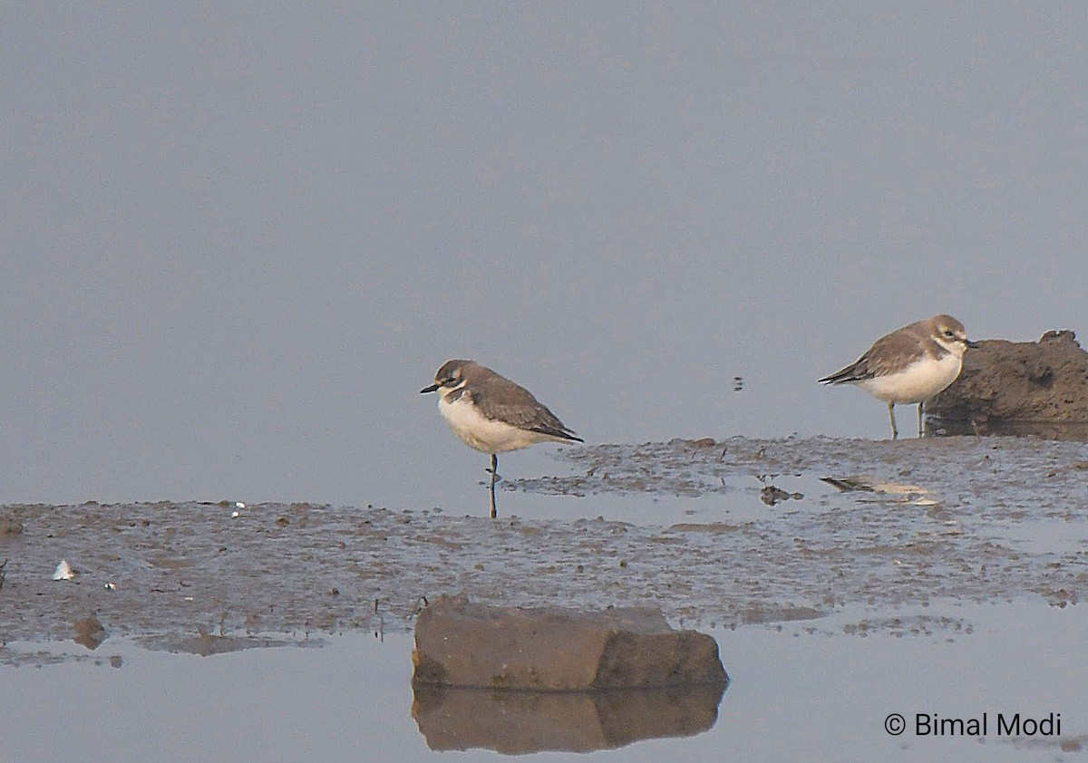 kulík tibetský - ML646113948