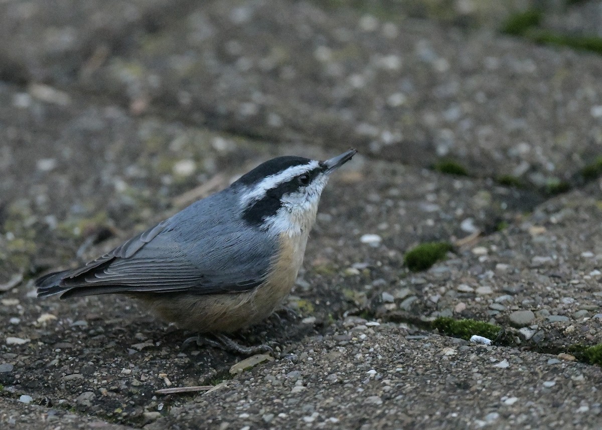 Red-breasted Nuthatch - ML646113952