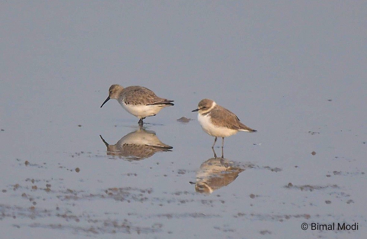 kulík mořský - ML646113955