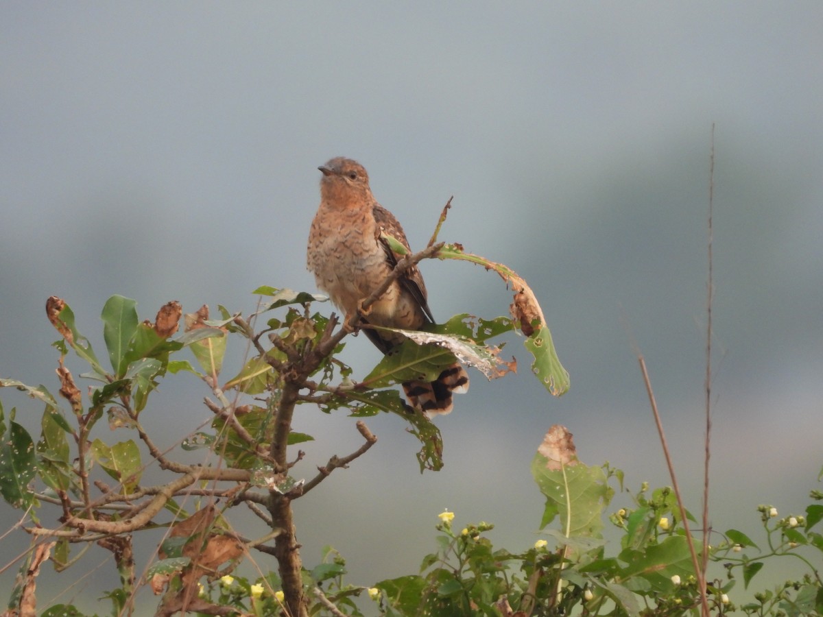 Gray-bellied Cuckoo - ML646113956