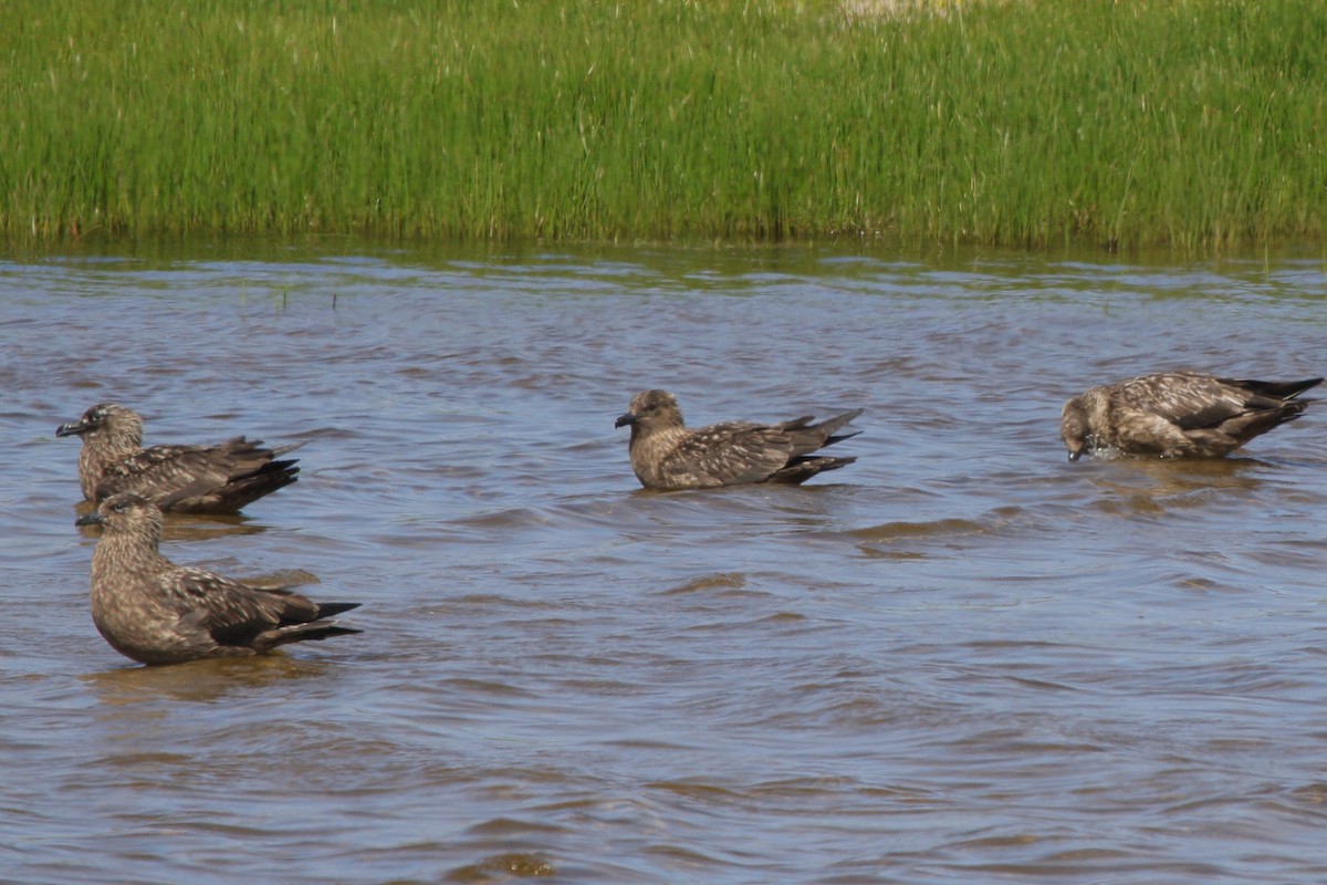 Great Skua - ML646113957