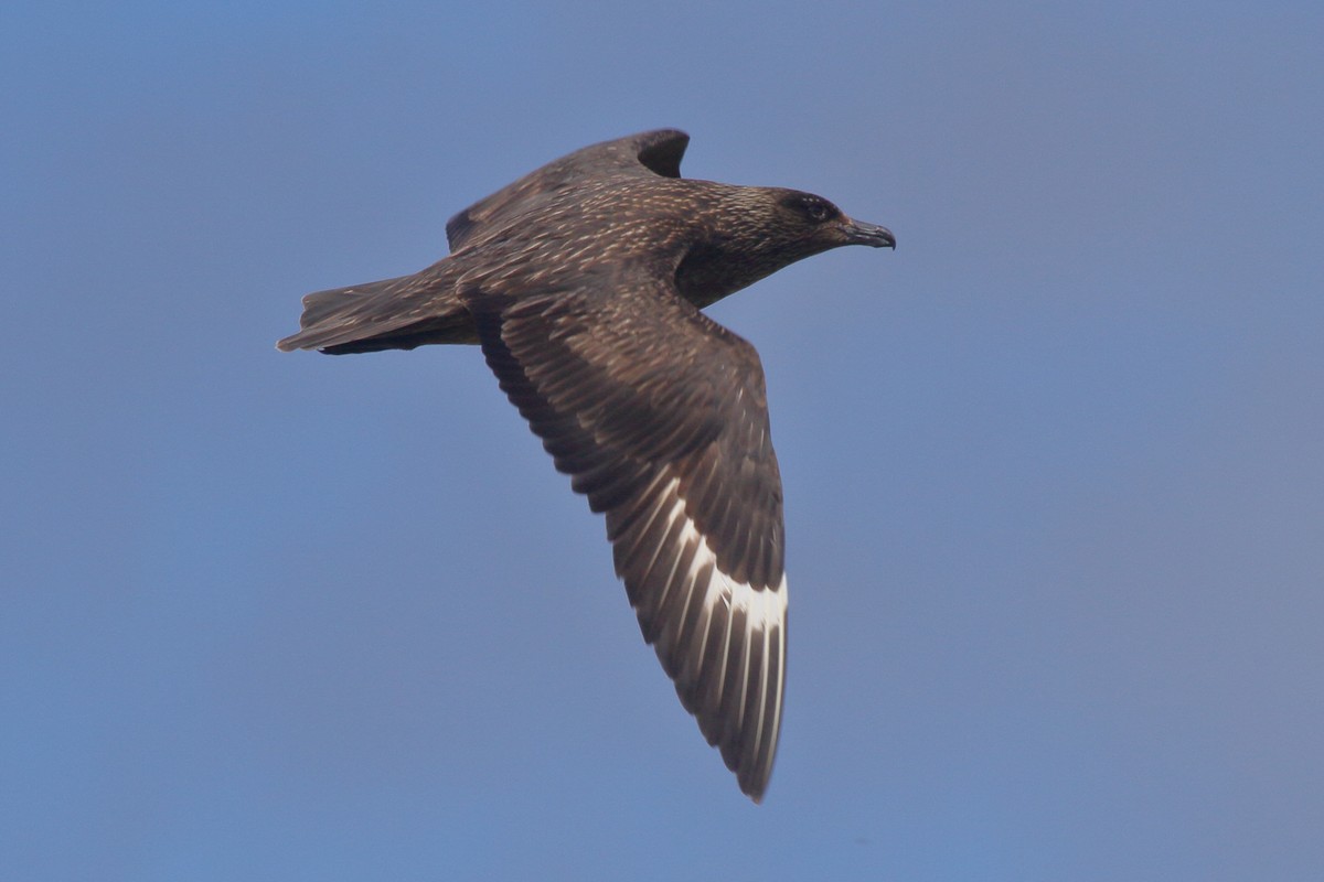 Great Skua - ML646113958