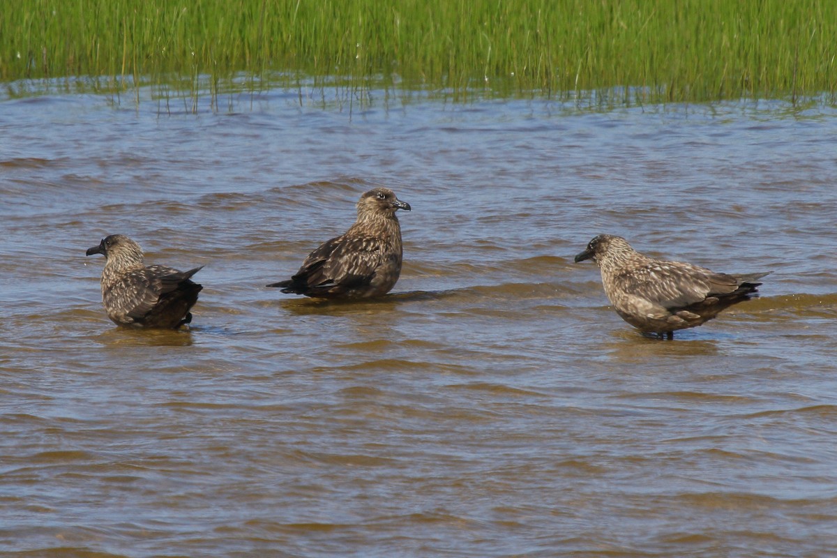 Great Skua - ML646113959