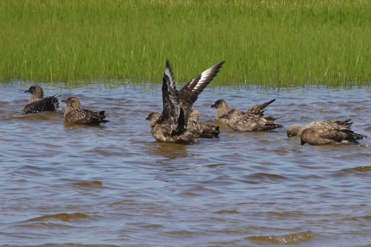Great Skua - ML646113960