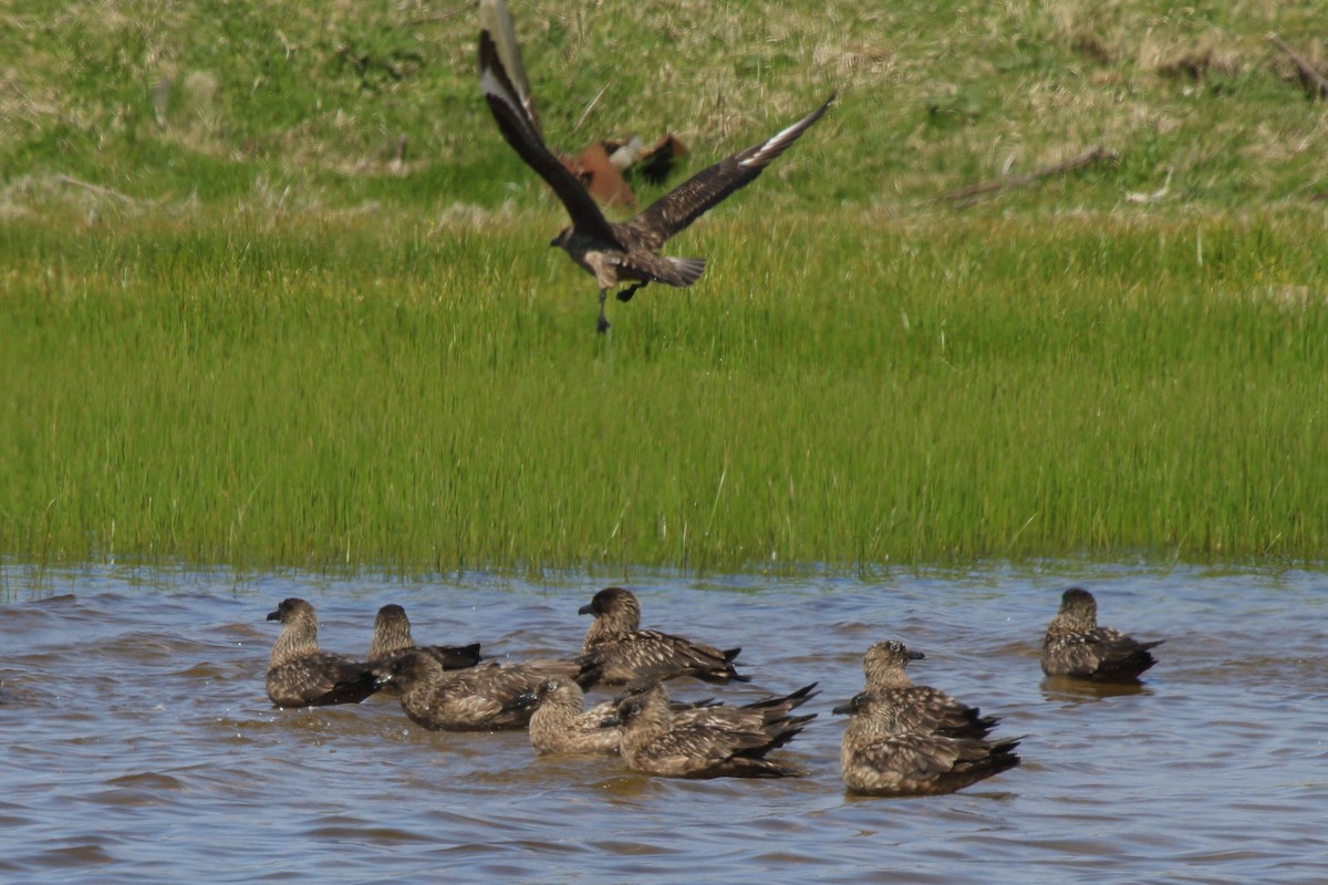 Great Skua - ML646113961