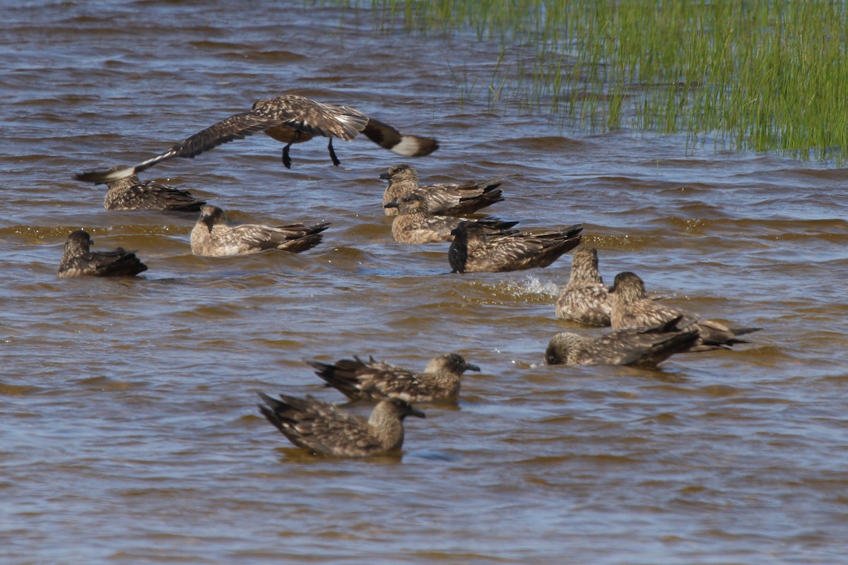 Great Skua - ML646113962