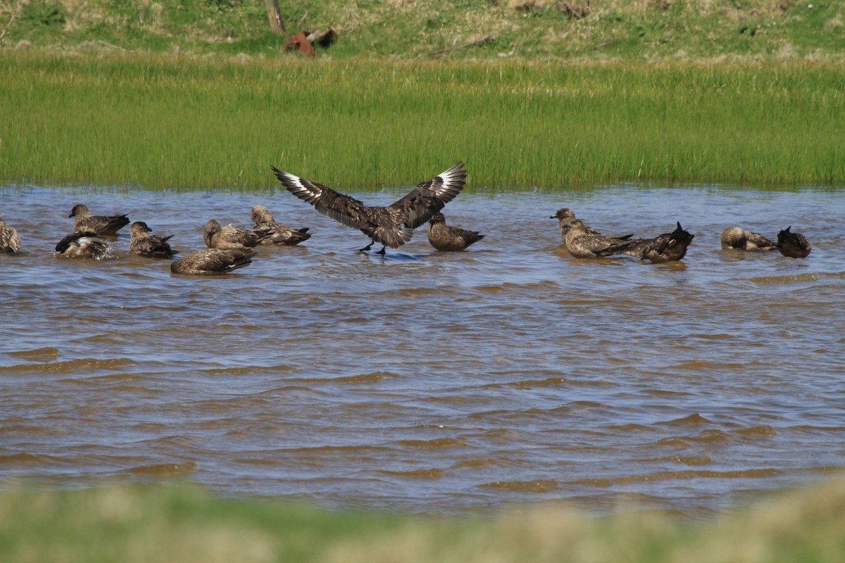 Great Skua - ML646113963