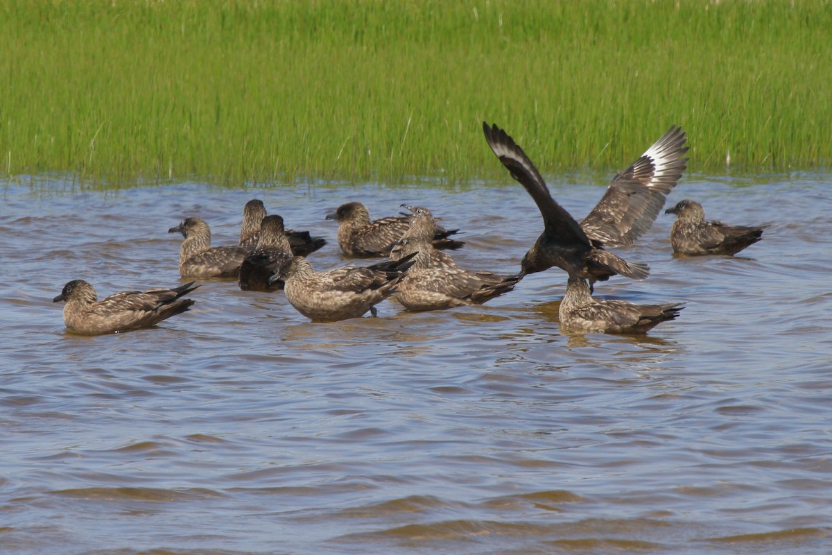 Great Skua - ML646113964