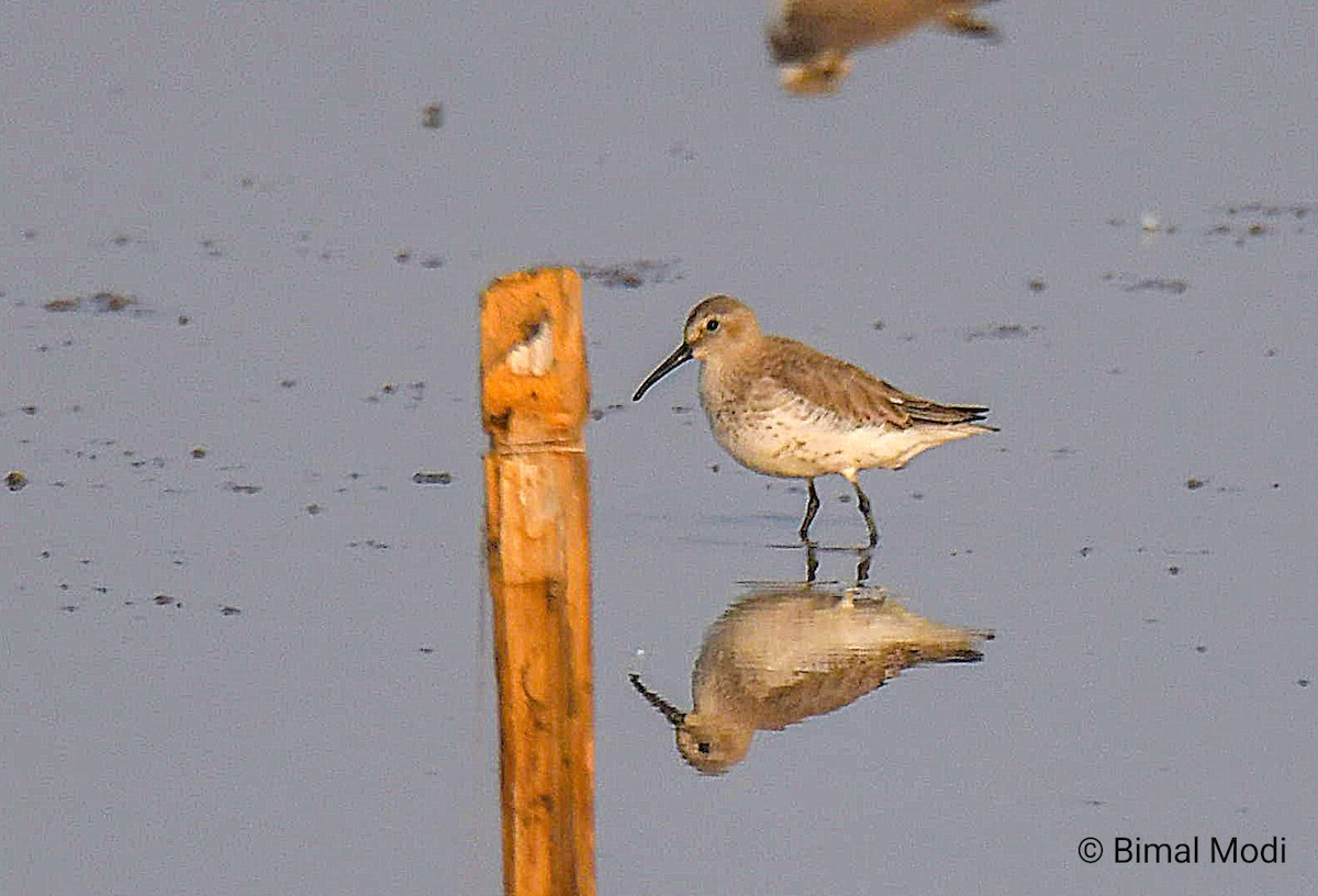 jespák obecný - ML646113965