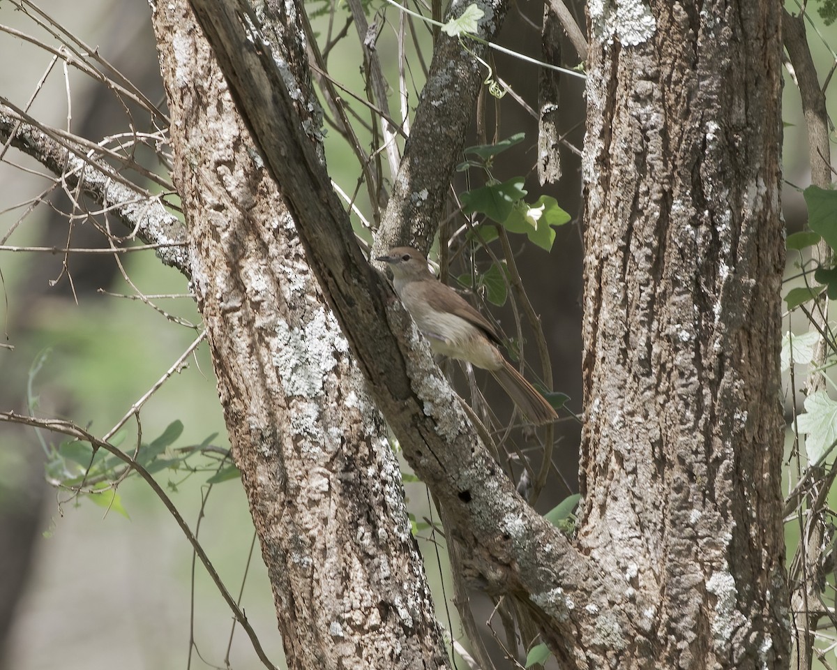 Northern Brownbul - ML646113967