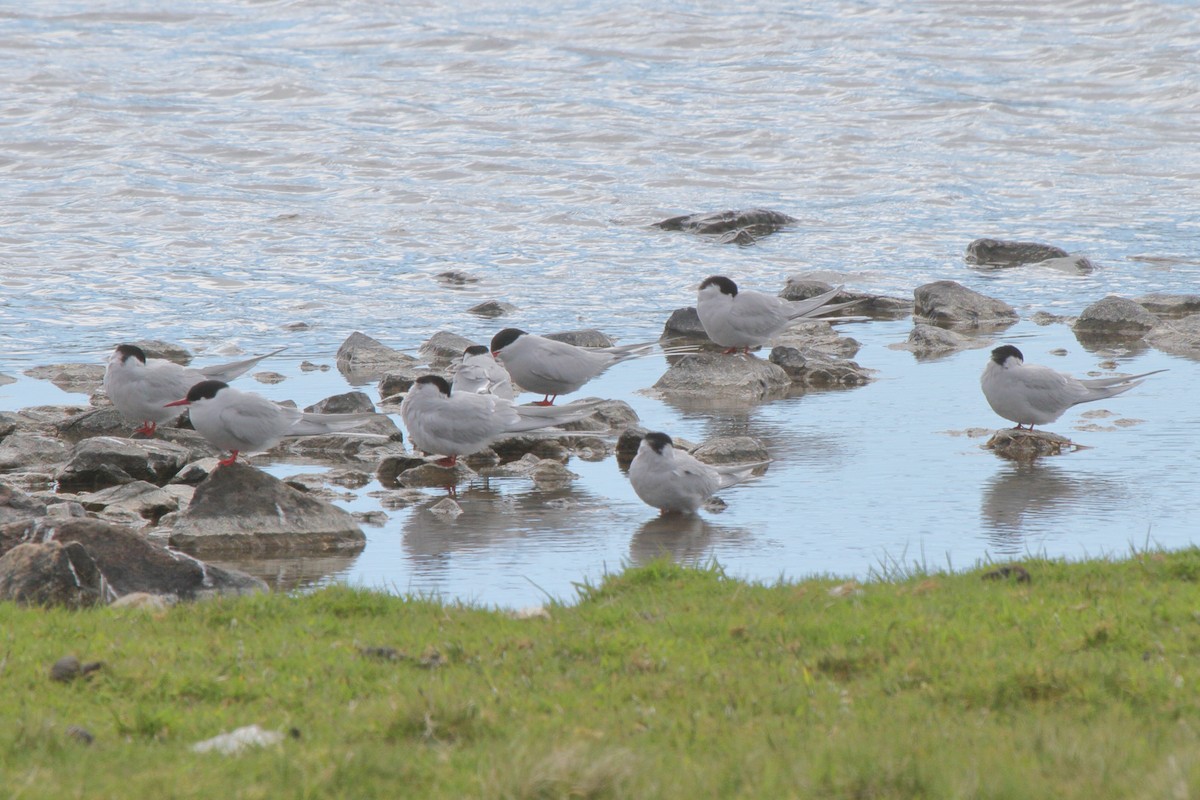 Arctic Tern - ML646113968