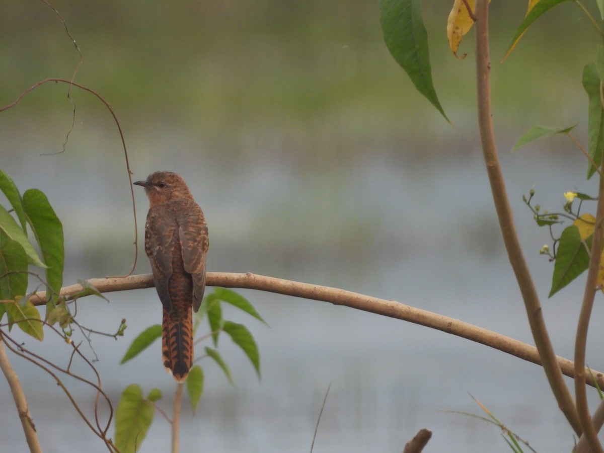 Gray-bellied Cuckoo - ML646113971