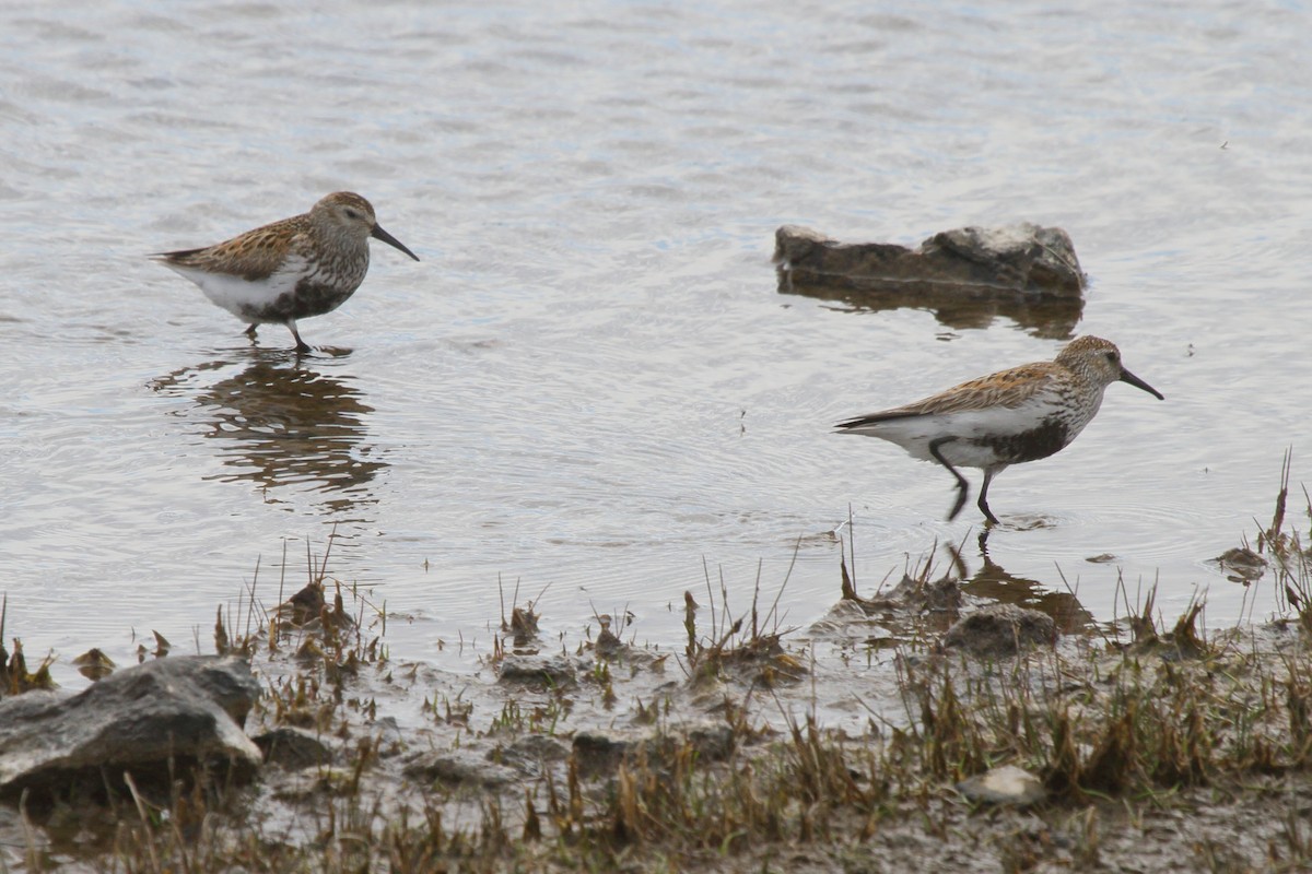Dunlin - ML646113972