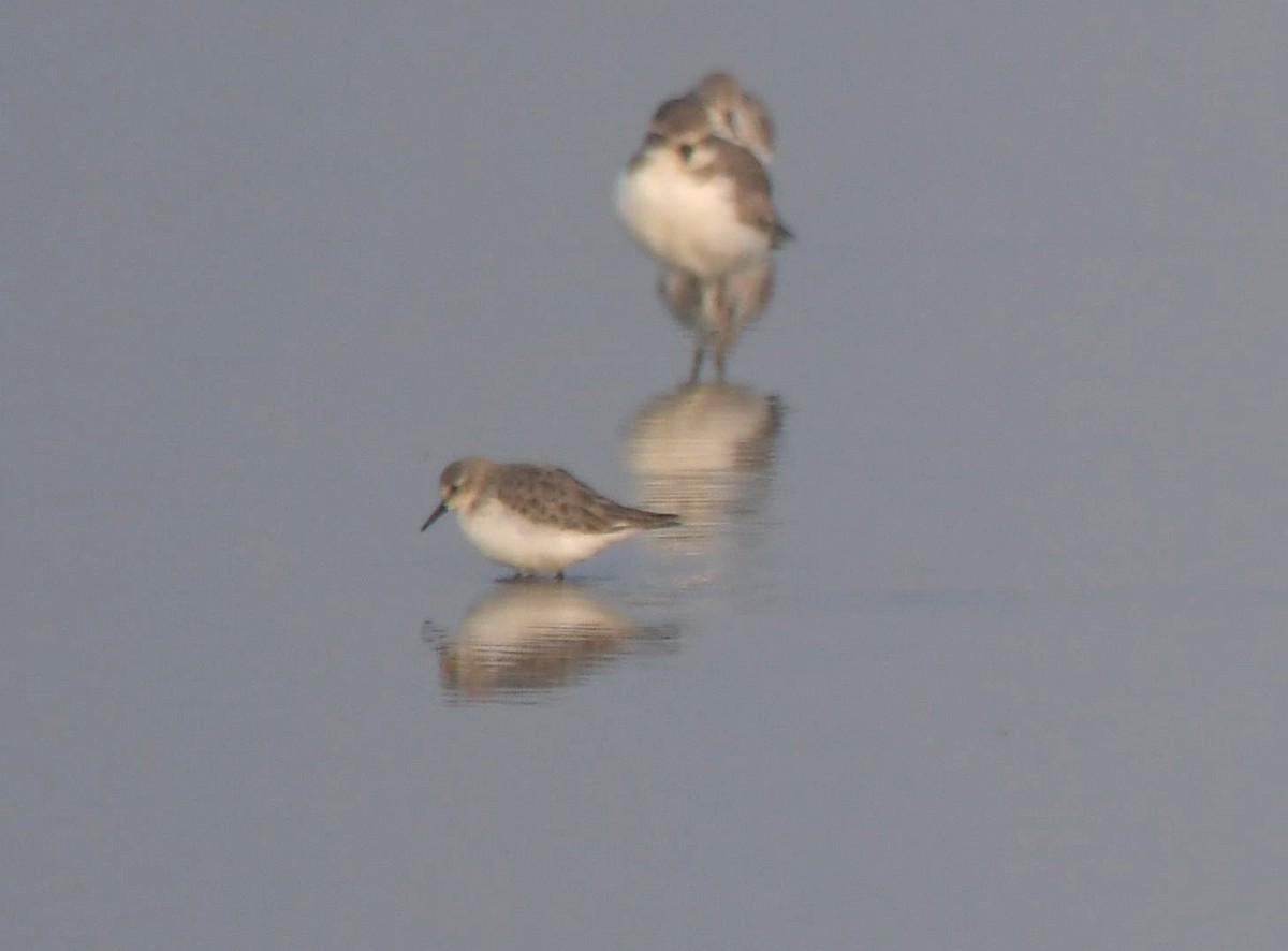 jespák malý - ML646113975