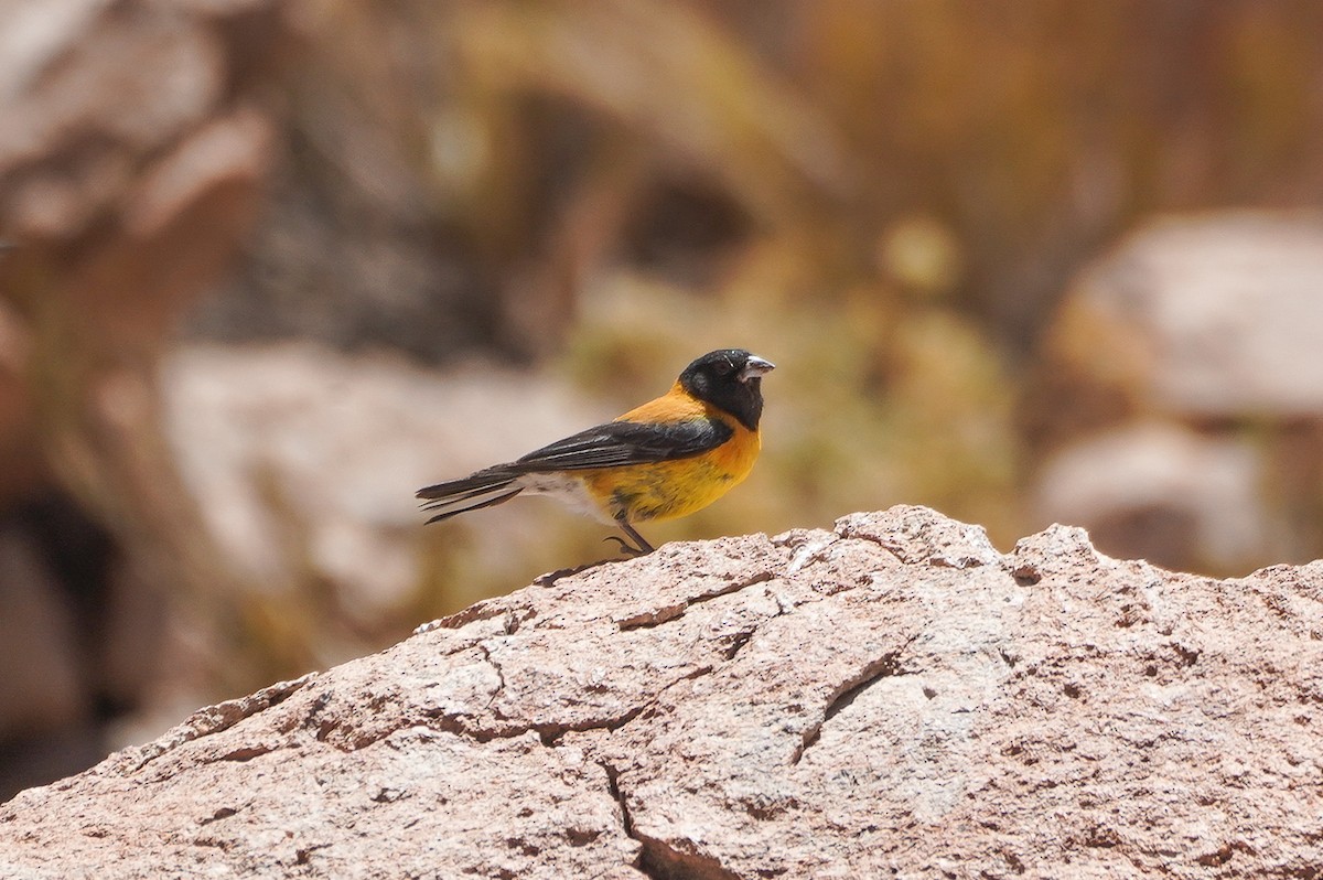 Black-hooded Sierra Finch - ML646113984
