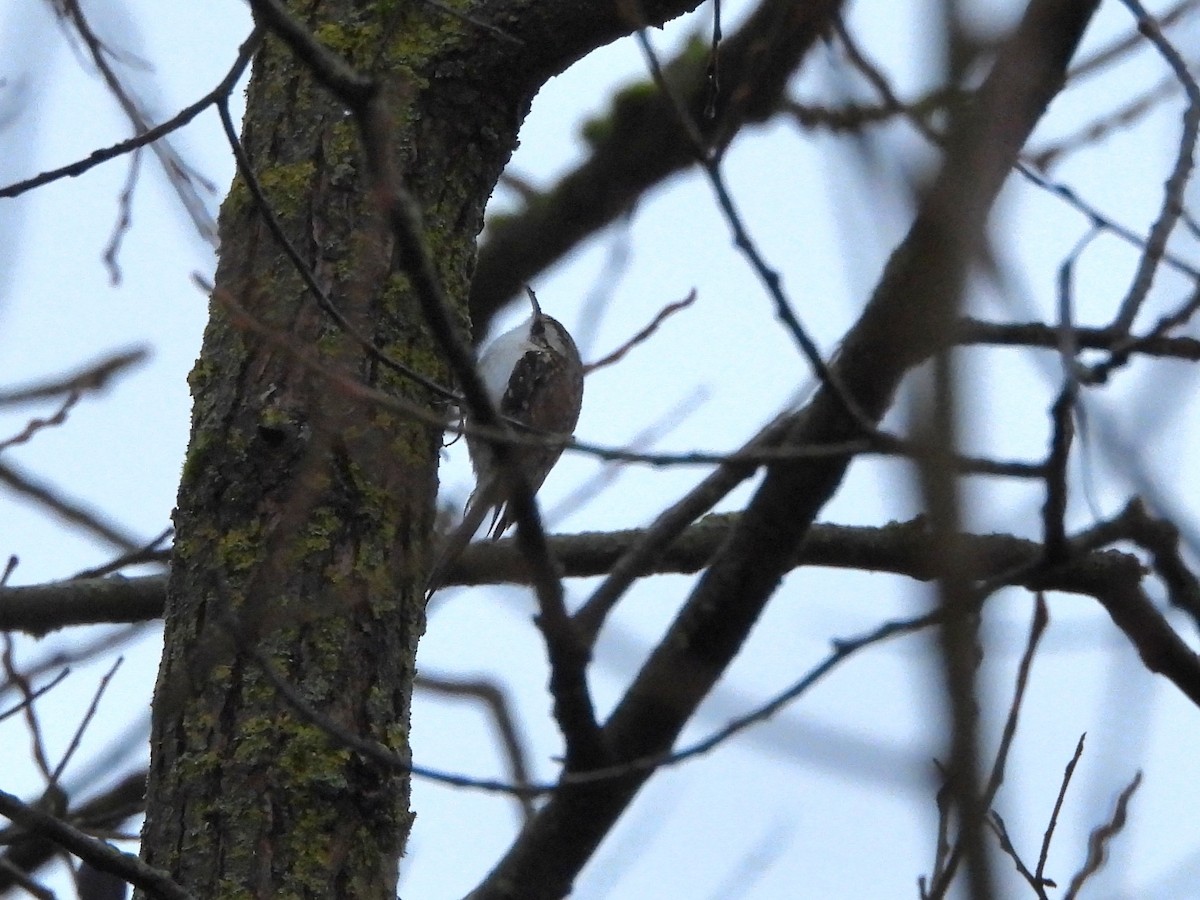 Eurasian Treecreeper - ML646113986