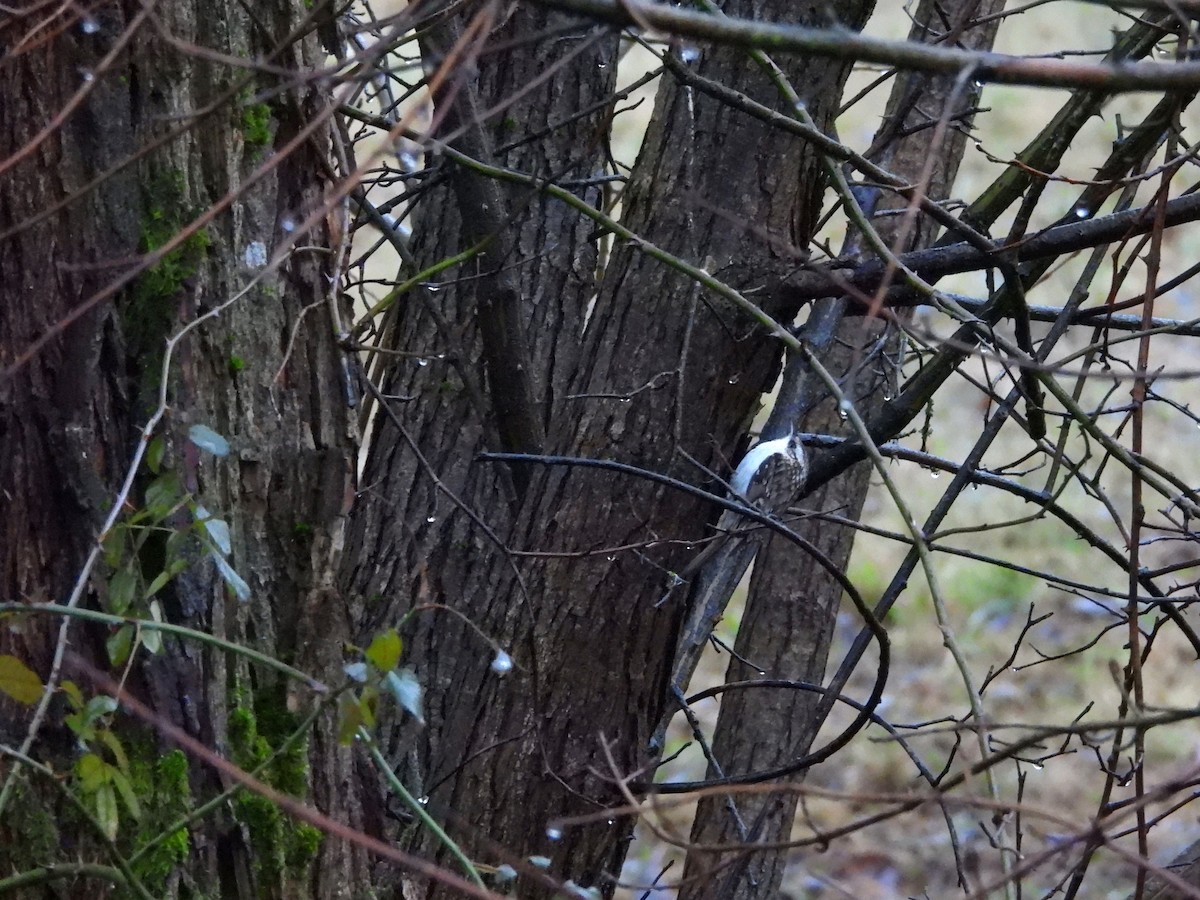 Eurasian Treecreeper - ML646113987