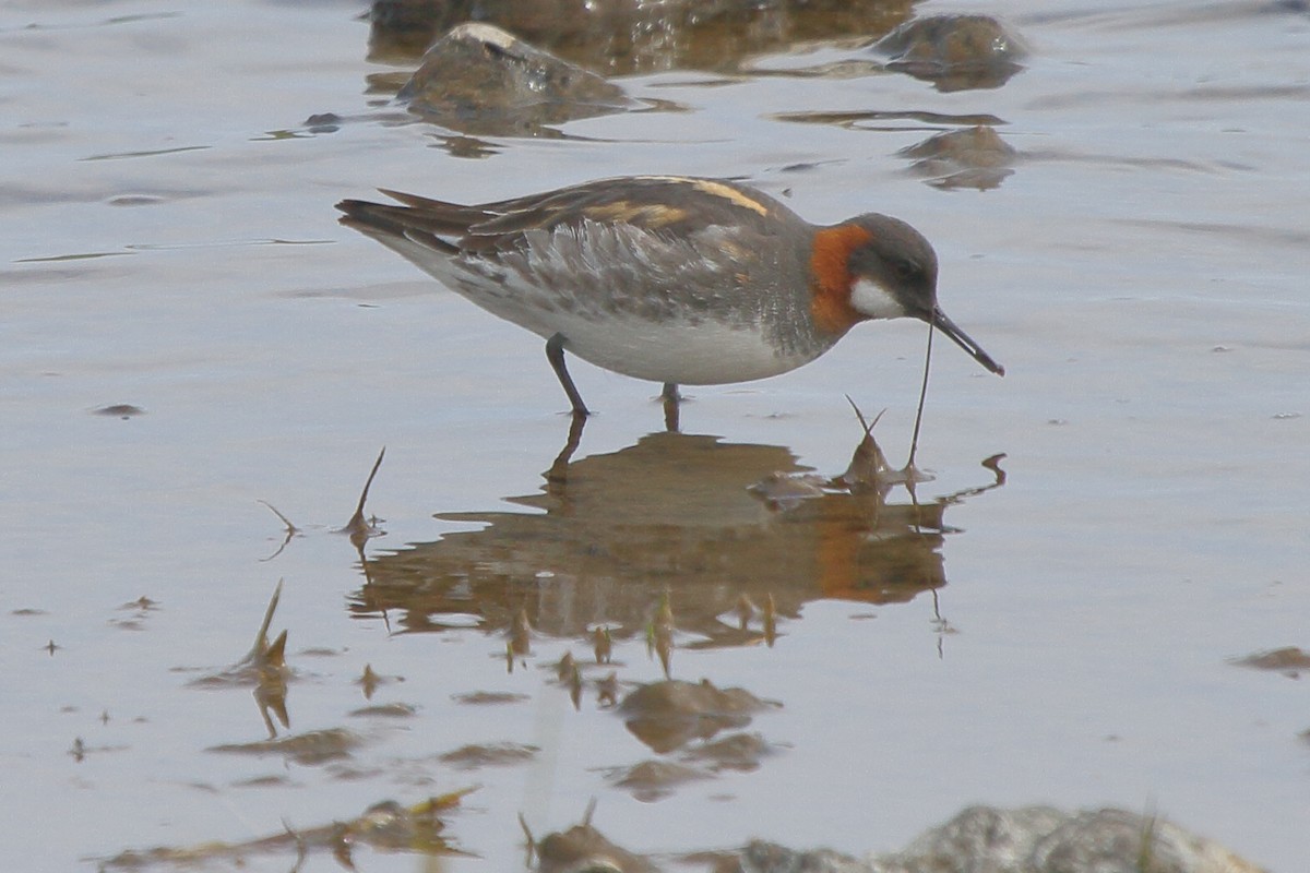 Red-necked Phalarope - ML646113988