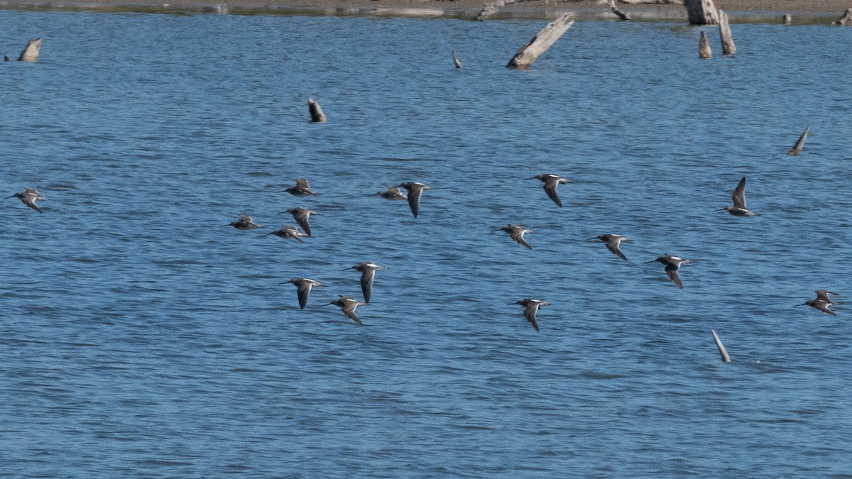 長嘴半蹼鷸 - ML646113994