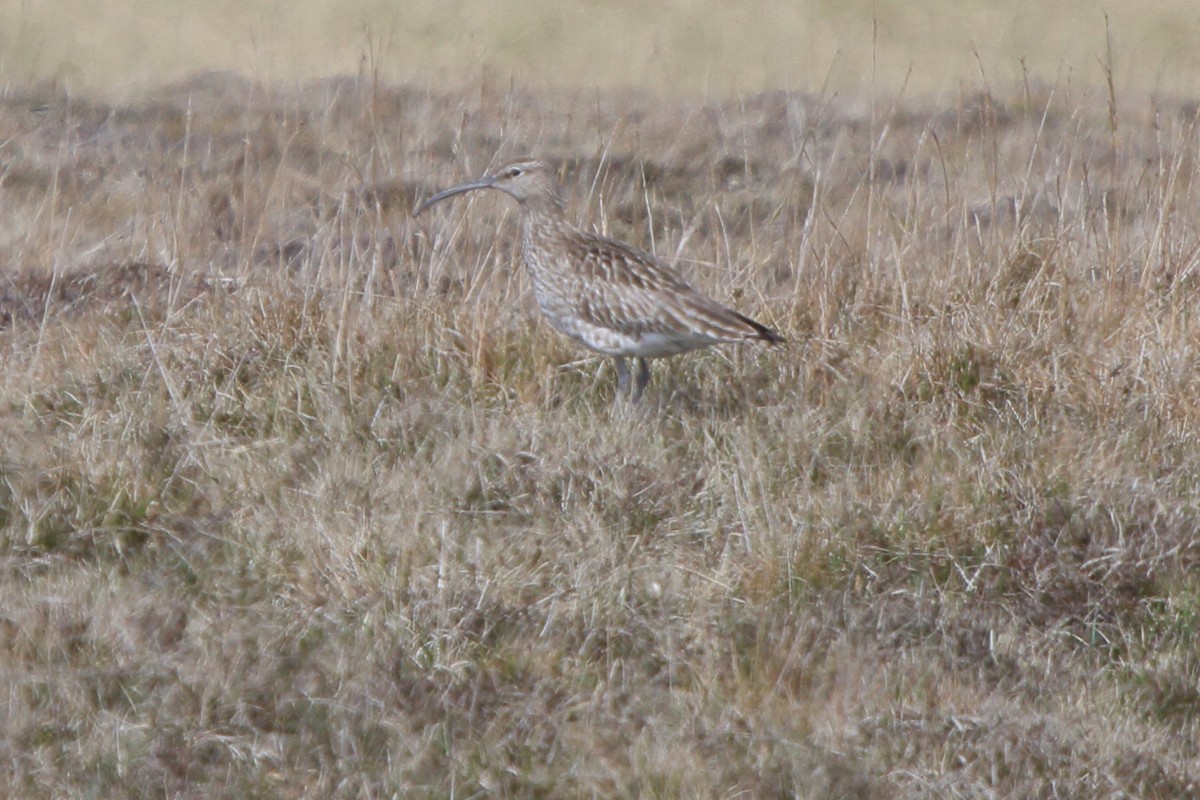 Eurasian Whimbrel - ML646114000