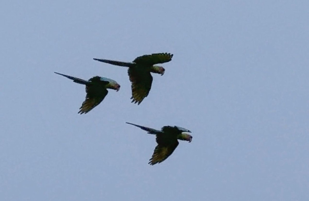 Great Green Macaw - ML646114001