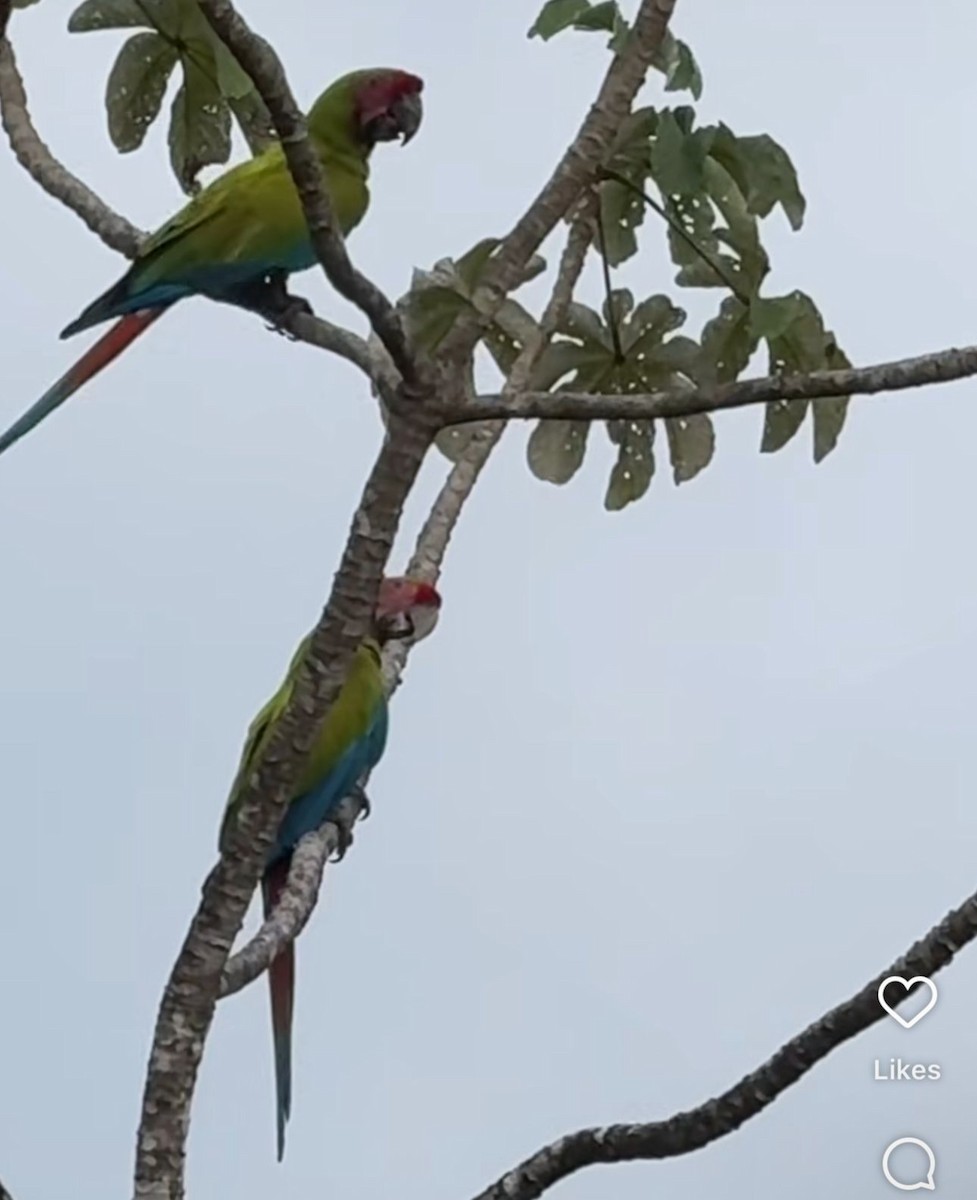 Great Green Macaw - ML646114002