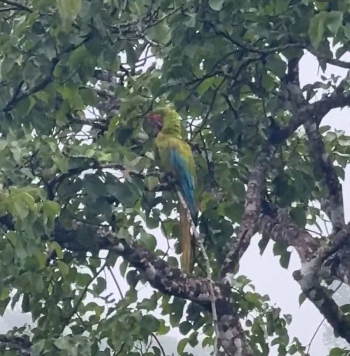 Great Green Macaw - ML646114004