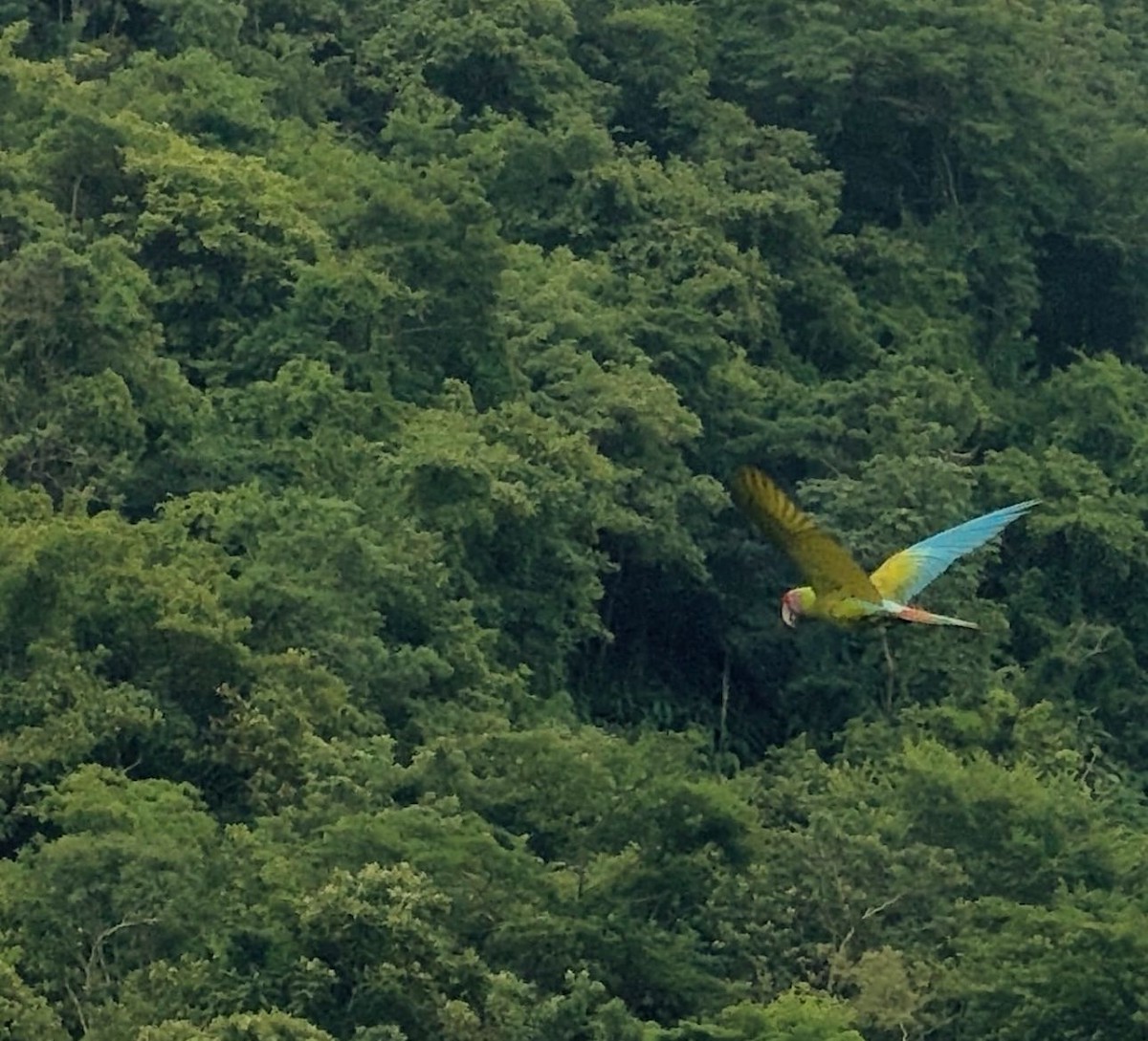 Great Green Macaw - ML646114006