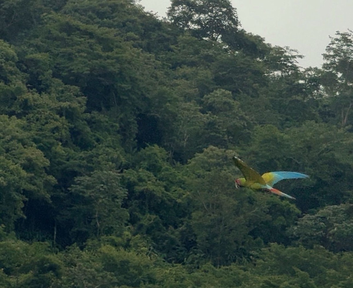 Great Green Macaw - ML646114009