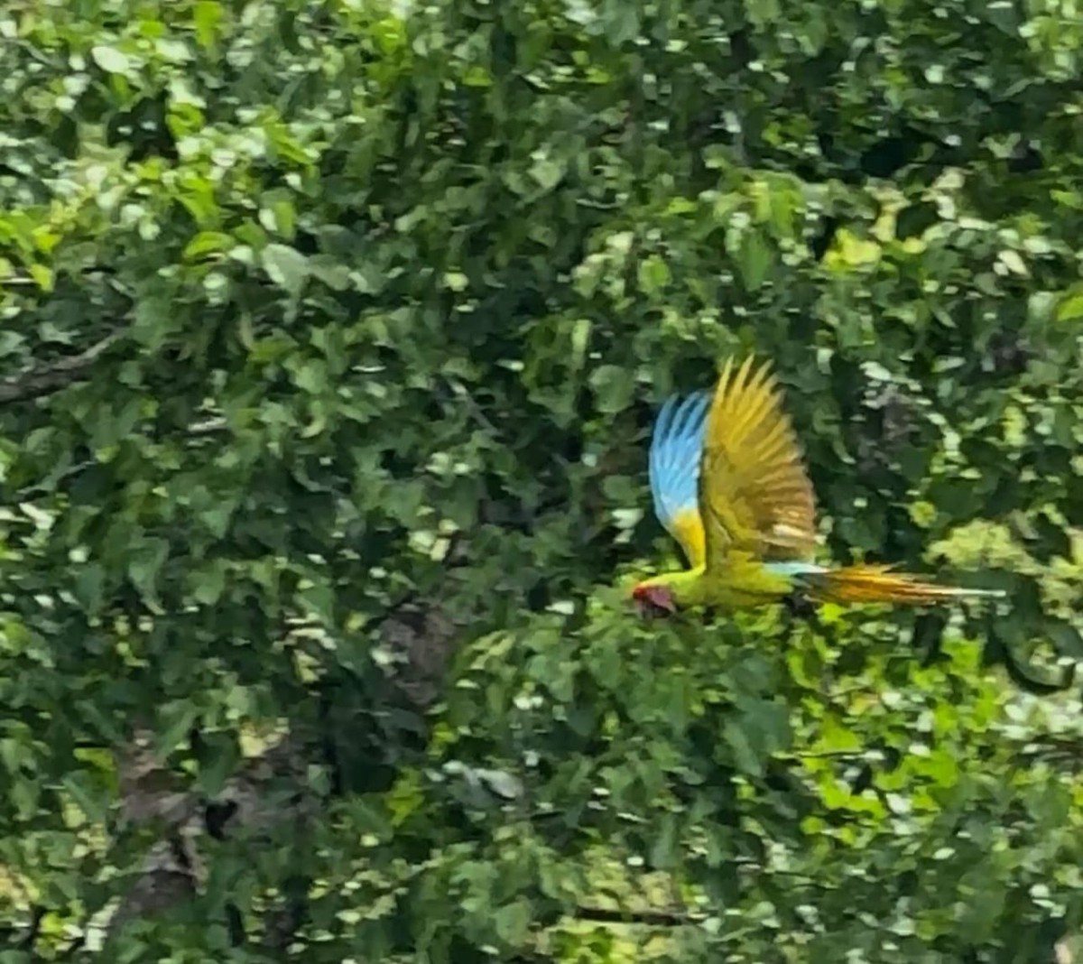 Great Green Macaw - ML646114011