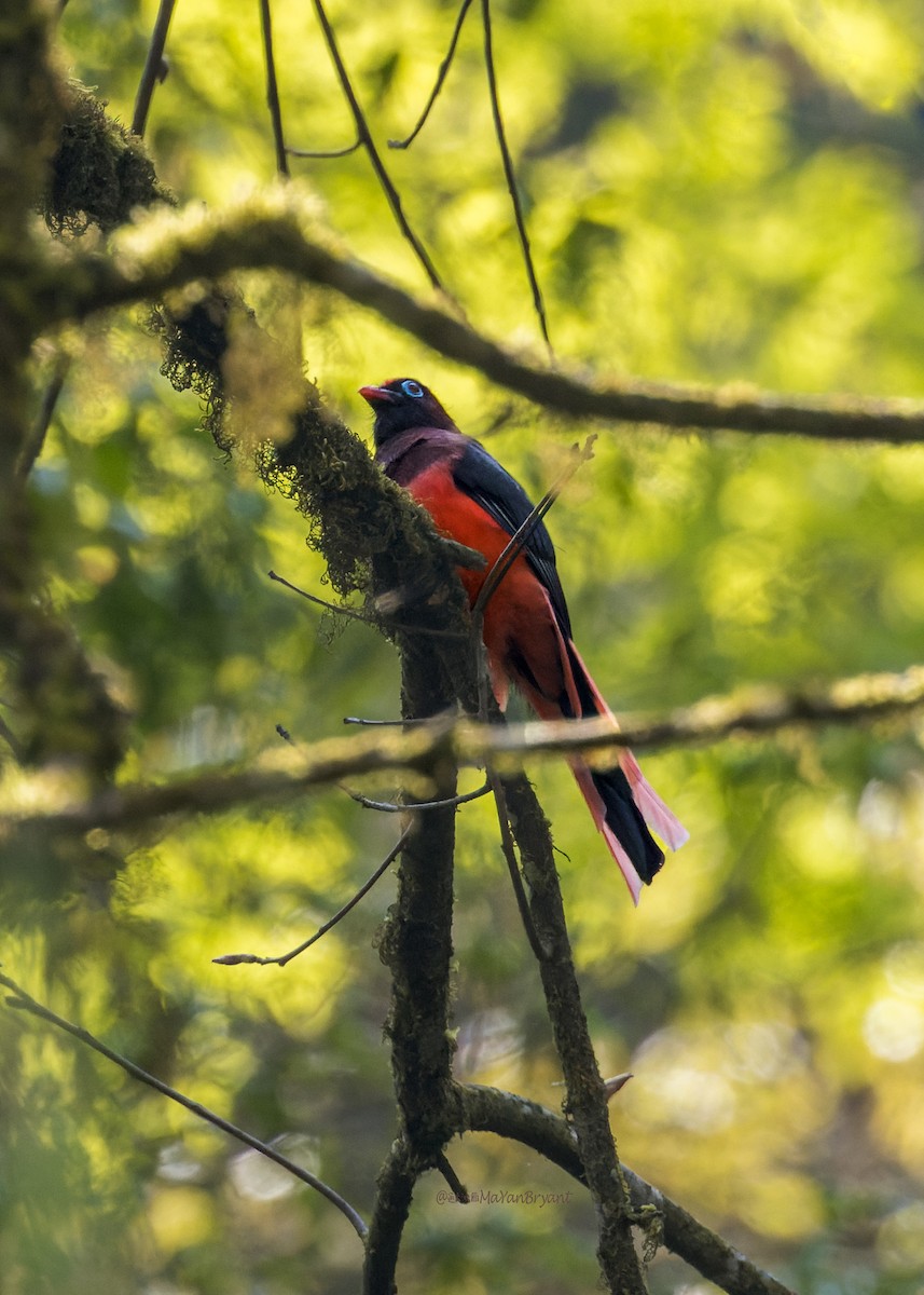 Ward's Trogon - ML646114016